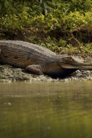 Gavialis gangeticus
