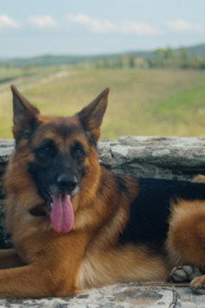 Köpeğin Vârisleri