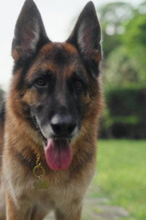 Köpeğin Malikânesinde