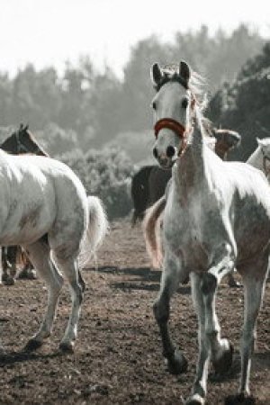 1. Bölüm