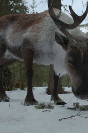Rangifer tarandus